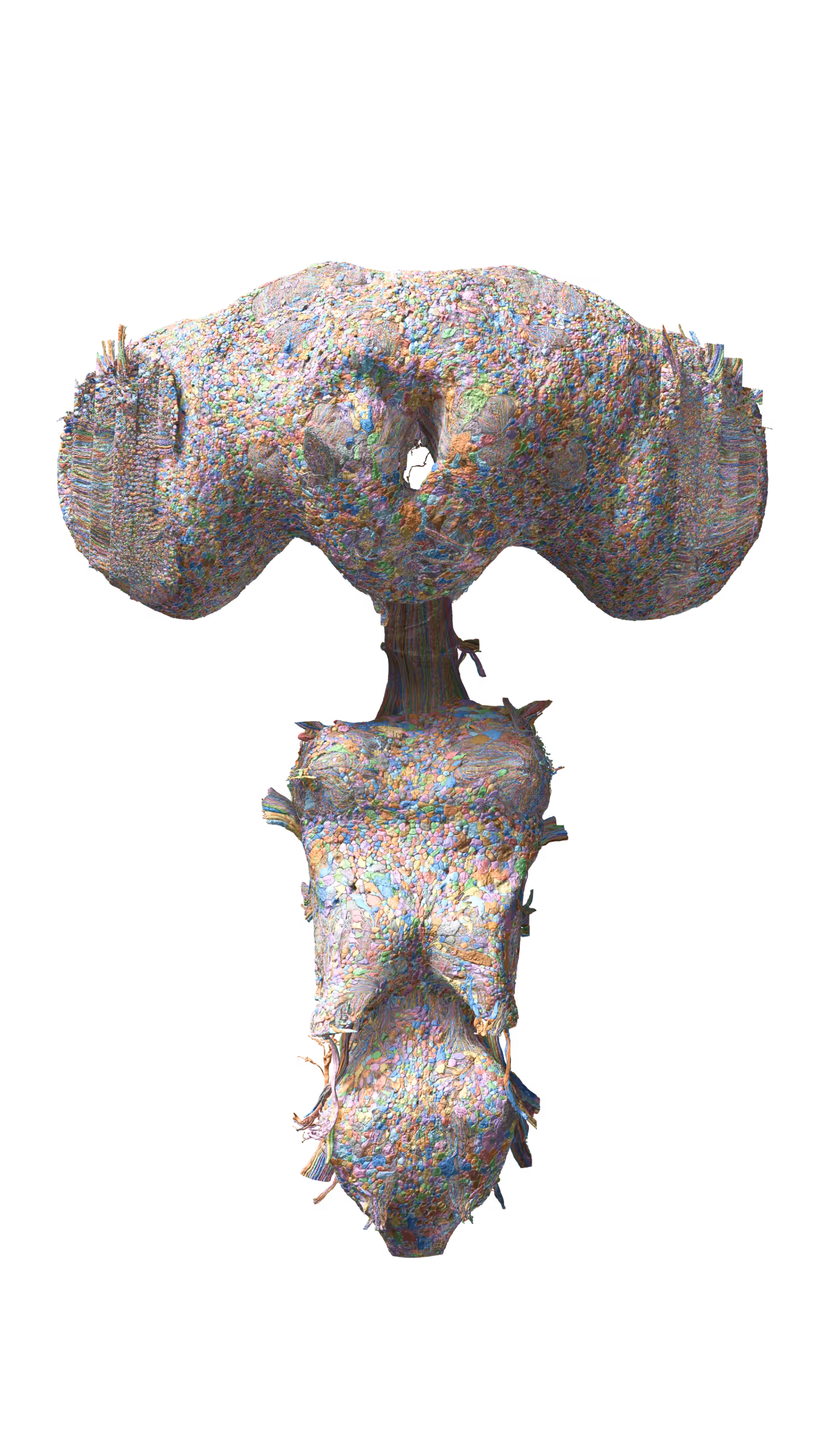 Male Drosophila central nervous system: brain, optic lobes and ventral nerve cord